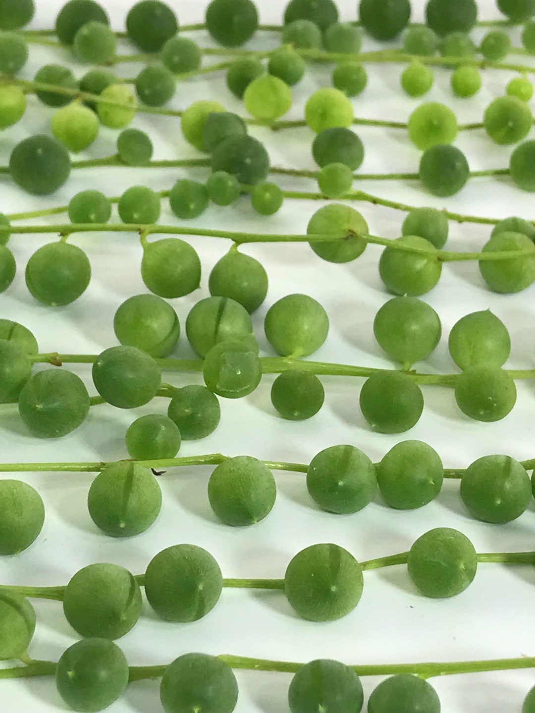 String of Pearls Cuttings - Etsy