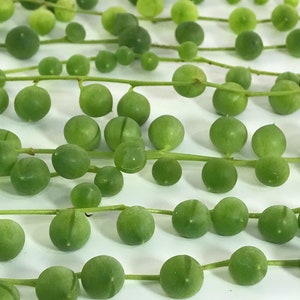 String of Pearls Cuttings