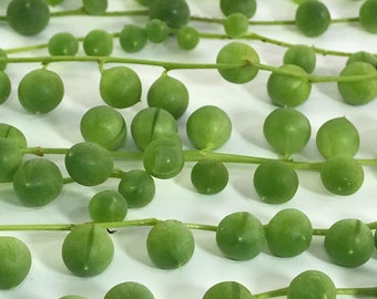 String of Pearls Cuttings
