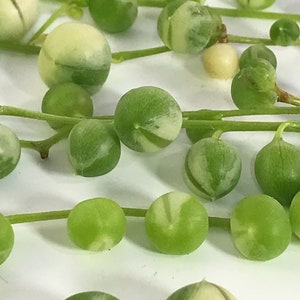 Variegated String of Pearls Cuttings