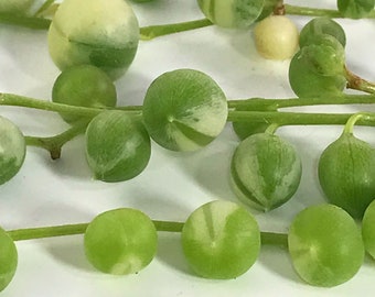 Variegated String of Pearls Cuttings