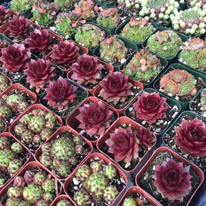 2 inches succulents, colorful succulents, 2&quot; succulents, party favors. wedding favors, baby shower favors