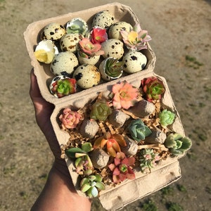 Cute Baby Succulent Cuttings Colorful Mini Cuttings in Quail Egg Carton