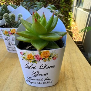 May include: A vibrant green succulent plant with red-tipped leaves in a white pot. The pot is decorated with a floral design and the text "Let Love Grow" along with a date. The succulent is in a paper cone.