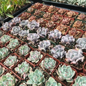 Succulents, 2 inches succulents, 2&quot; succulents, party favors. wedding favors, baby shower favors, mini succulents