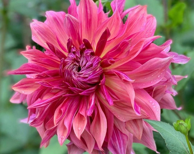 Penhill Dark Monarch Dinnerplate Dahlia Tuber SHIPS SPRING Etsy