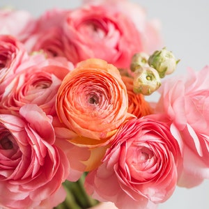 Pastel Pink Ranunculus Corms