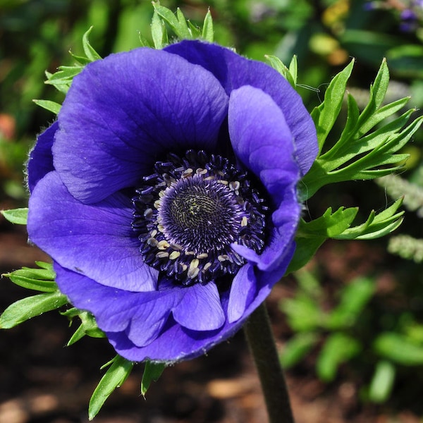 Anemone Galilee Blue