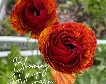 May include: Two red and orange ranunculus flowers with yellow stripes. The flowers are in focus and the background is blurred. The text "Blooming Hill Farm" is in the lower left corner of the image.