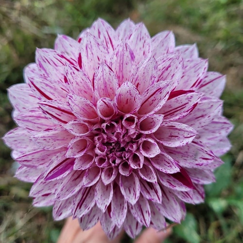 Emory Paul Dinnerplate Dahlia Tuber Etsy