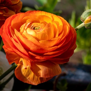 Orange Ranunculus Corms