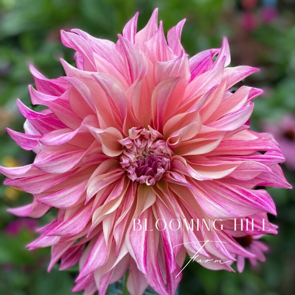 Cafe au Lait Royal Dahlia Tuber