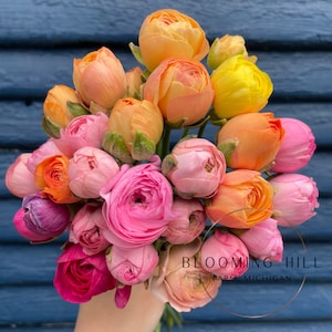 May include: A bouquet of pink, orange, and yellow ranunculus flowers. The flowers are arranged in a hand-held bouquet and have a variety of bloom sizes. The bouquet is labeled "Blooming Hill Farm, Michigan".
