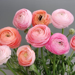 Pastel Mix Ranunculus Corms