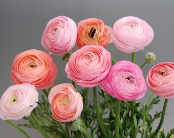 Pastel Mix Ranunculus Corms