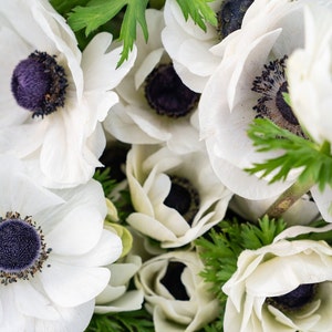 Anemone 'Galilee White'