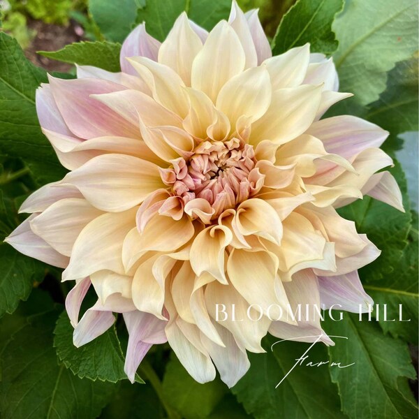 Cafe au Lait Dahlia Tuber