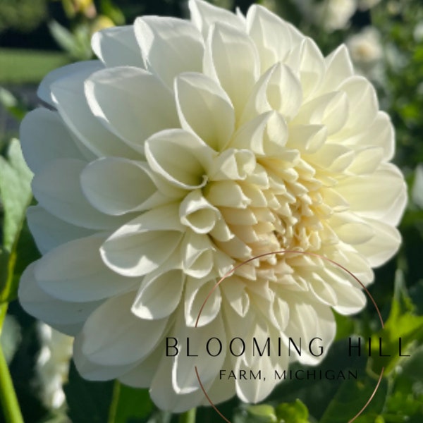 Boom Boom White Dahlia Tuber **SHIPS SPRING 2024**