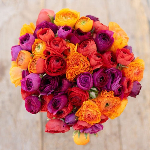 Ranunculus Tecolote Passion Collection (20 Corms)
