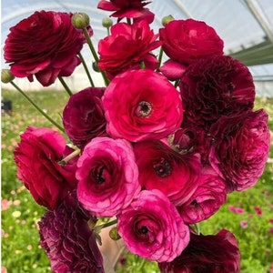 Violet Ranunculus Corms