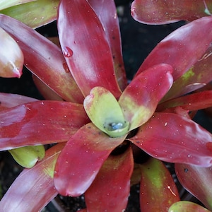K&ouml;nnte beinhalten: Nahaufnahme einer Bromelienpflanze mit leuchtend roten und gr&uuml;nen Bl&auml;ttern. Die Bl&auml;tter sind lang und spitz, mit gl&auml;nzender Textur. Wassertropfen sind sichtbar, was einen frischen Eindruck erweckt. Die Pflanze befindet sich in einem Topf.