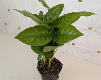 8'' COFFEE PLANT, Arabica plant, evergreen tropical houseplant in pot