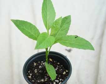 5x 6'' Longevity Spinach (Gynura Procumbens) Delicious Edible Perennial Plant