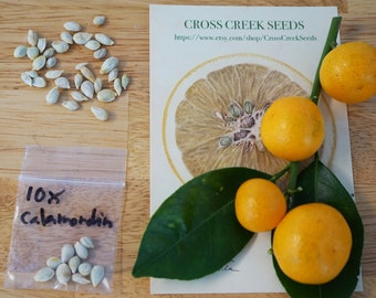 10 Calamondin Calamansi FRESH SEEDS Winter 2024 harvest, Organic Orange Citrus non-gmo Tropical Fruit