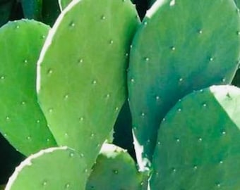 Spineless PRICKLY PEAR Cactus Pads, Nopales, (Opuntia Cacanapa Elisiana) Organic Florida Grown