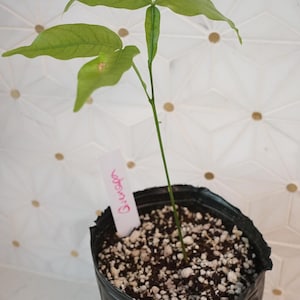 QUENEPA Spanish Lime Tree Genip Guinep Ginepa Limoncillo (Melicoccus Bijugatus) Fruit Plant