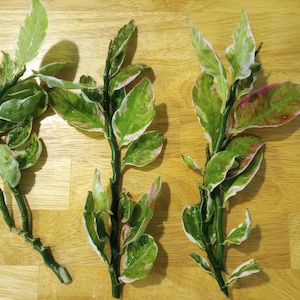 May include: Three cuttings of a variegated plant with green and white leaves and pink accents. The cuttings are on a wooden surface with a yellow measuring tape in the background.