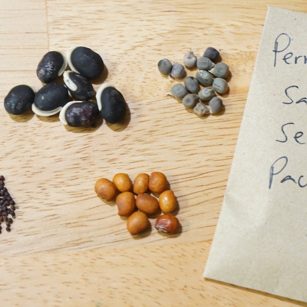 PERMACULTURE SEED Sample Pack 4 heirloom varieties: Pigeon Pea, Lablab Purpureus, Sea Island Flint Corn, Okra, Mustard Greens