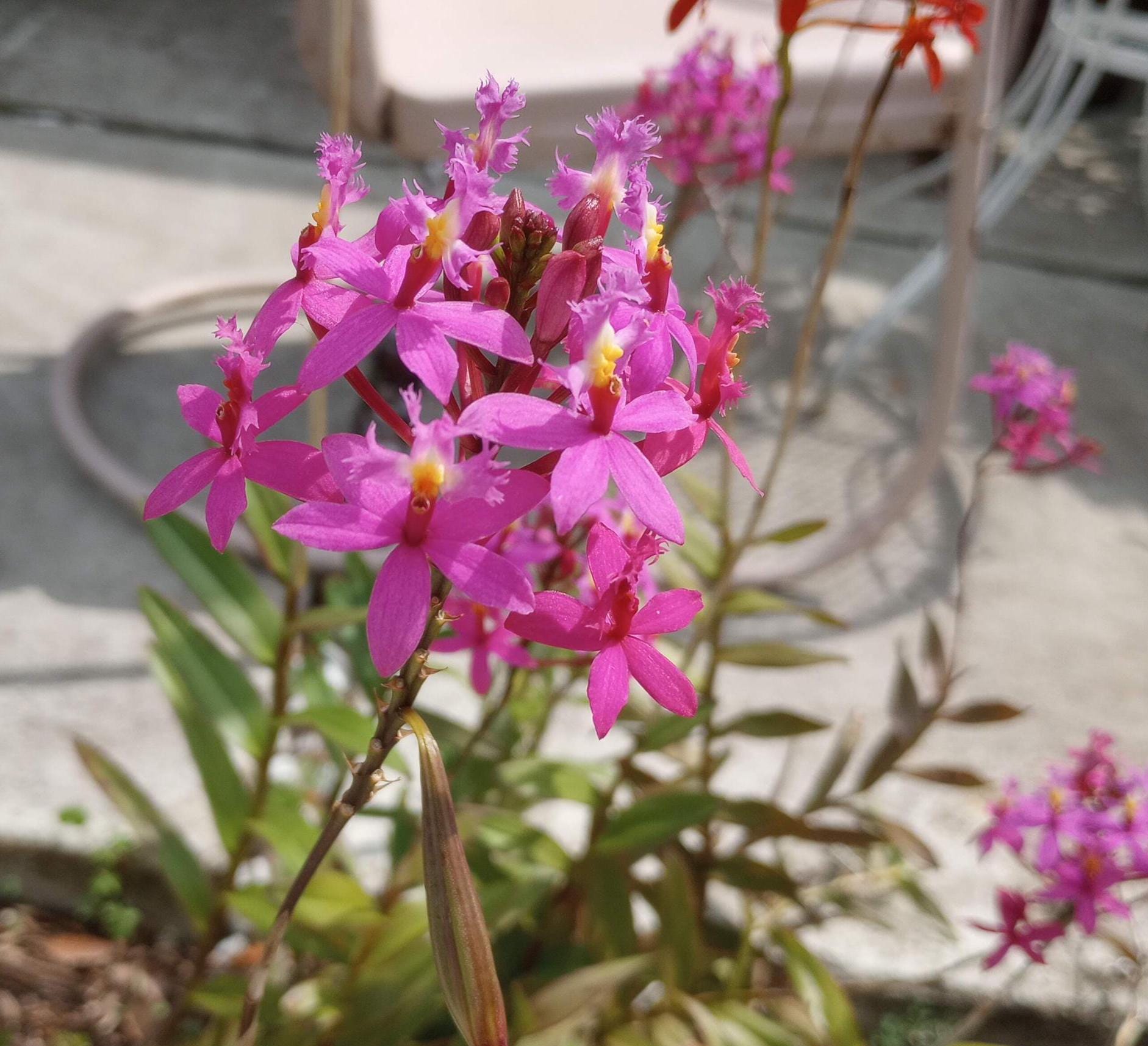 Rare Purple EPIDENDRUM RADICANS Reed Stem Orchid, Fire Orchid