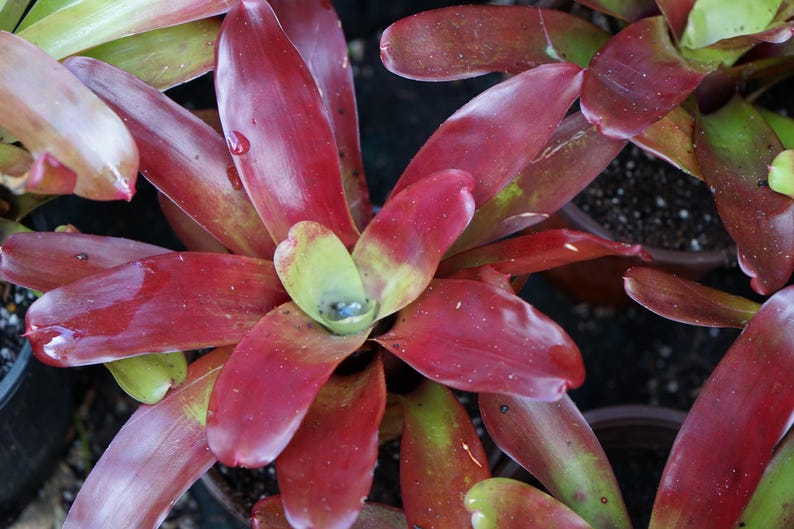 K&ouml;nnte beinhalten: Nahaufnahme einer Bromelienpflanze mit leuchtend roten und gr&uuml;nen Bl&auml;ttern. Die Bl&auml;tter sind lang und spitz, mit gl&auml;nzender Textur. Wassertropfen sind sichtbar, was einen frischen Eindruck erweckt. Die Pflanze befindet sich in einem Topf.