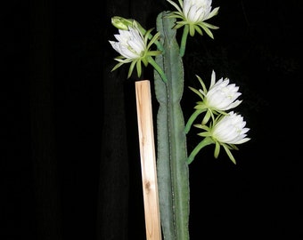 4x Night Blooming Cereus CACTUS ORCHID Queen of the Night 6'-8''' cuttings