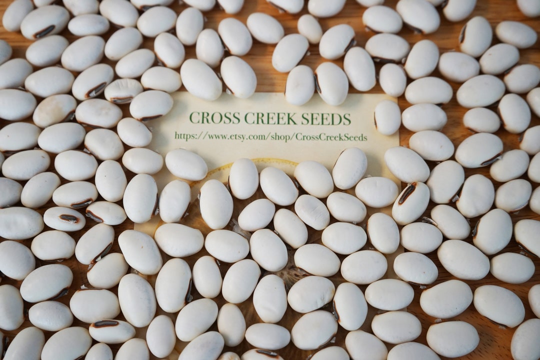 25x JACK BEAN Seeds Wonder/sword canavalia Ensiformis 2024 Organic