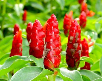 SPIRAL GINGER 6-10'' Costus barbatus Organic Rhizomes Rooted Plant