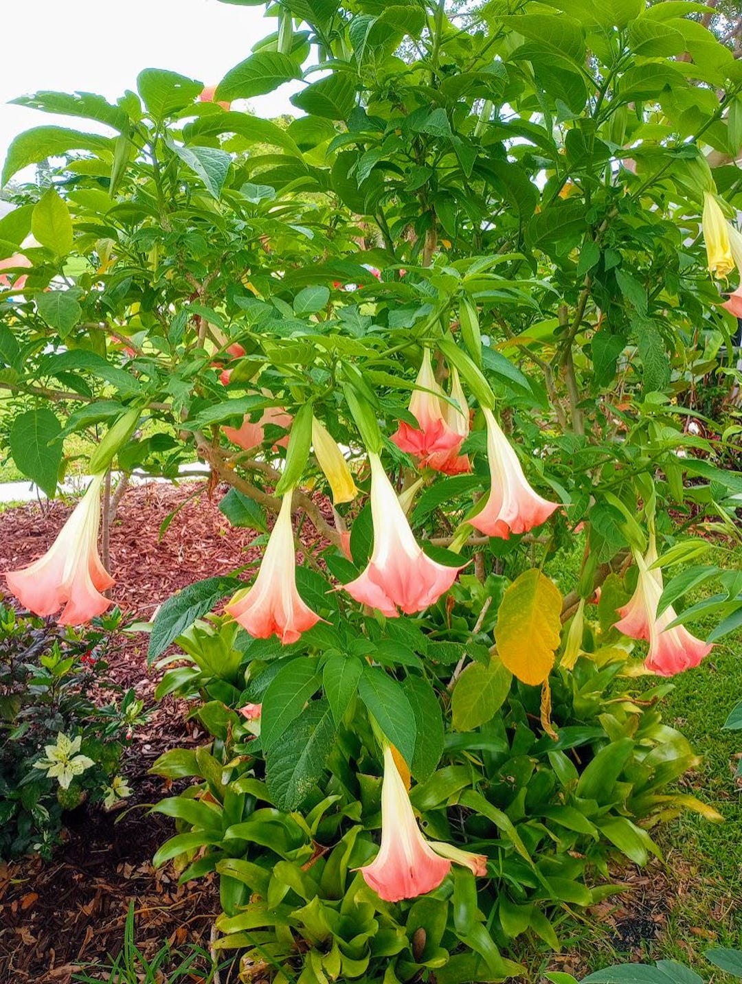 10'' ANGEL TRUMPET Cutting (campana) Brugmansia Organic Florida Grown  Tropical Flowering Plant
