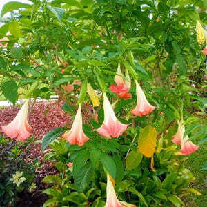 10&#39;&#39; ANGEL TRUMPET Cutting (Campana) Brugmansia Organic Florida Grown Tropical Flowering Plant