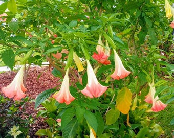 10'' ANGEL TRUMPET Cutting (campana) Brugmansia Organic Florida