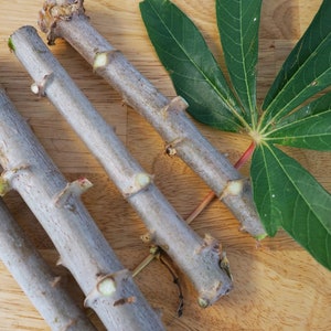 8-10'' Organic CASSAVA YUCA Manioc Fresh Plant Cutting Florida Grown