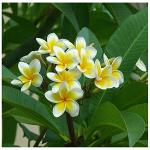 12-14'' Plumeria Frangipani White Yellow Flower Absolute Indian Live fresh tropical cutting