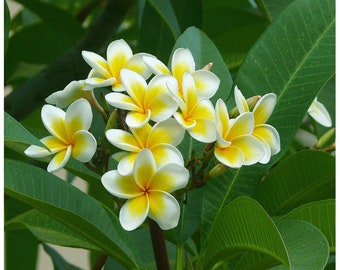 Puede incluir: Primer plano de flores de plumeria blancas y amarillas con hojas verdes. Las flores tienen cinco pétalos y un centro amarillo.