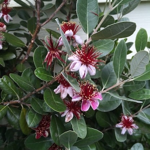 May include: Close-up of a feijoa plant with vibrant flowers. The blossoms have a deep red center with delicate, light pink petals and yellow stamens. The plant features oval, green leaves and brown stems.