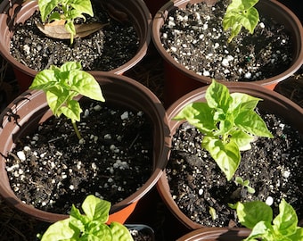 3'' AJI' DULCE Plant Well-Rooted Sweet Chili Pepper, ají cachucha Florida Grown