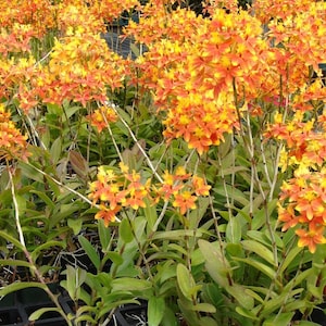 May include: A close-up of a group of orange and yellow orchids in bloom. The orchids are growing in pots and have long, green leaves.