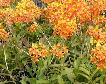 EPIDENDRUM RADICANS Orange Reed Orchid, Fire Orchid, Poor Man Orchid Florida Grown
