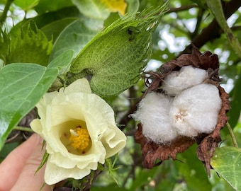 Organic COTTON TREE Seeds Gossypium arboreum cotton plant