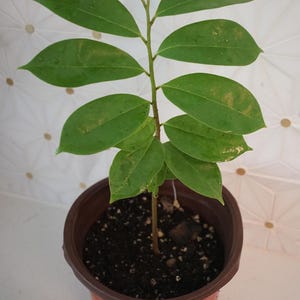 12-14'' SOURSOP TREE (Annona muricata) Guanábana “starter” Tropical Fruit Tree Organic Grown