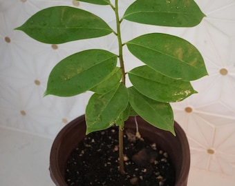 12-14'' SOURSOP TREE (Annona muricata) Guanábana “starter” Tropical Fruit Tree Organic Grown
